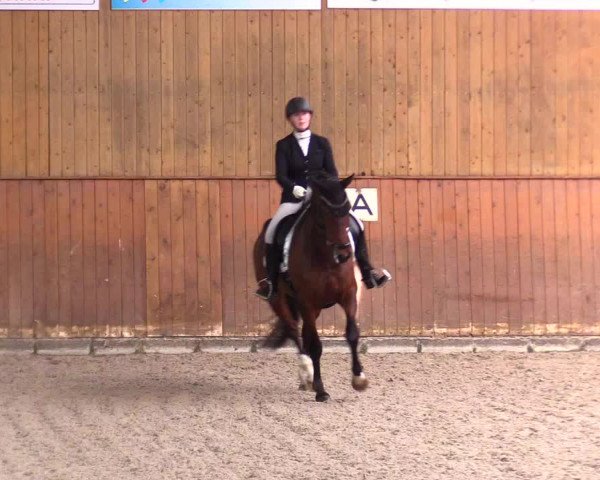 Reitturnier Risum-Lindholm 2023