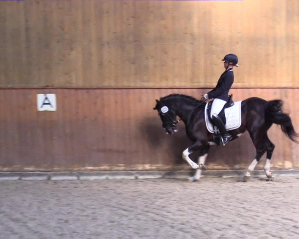 Reitturnier Risum-Lindholm 2023