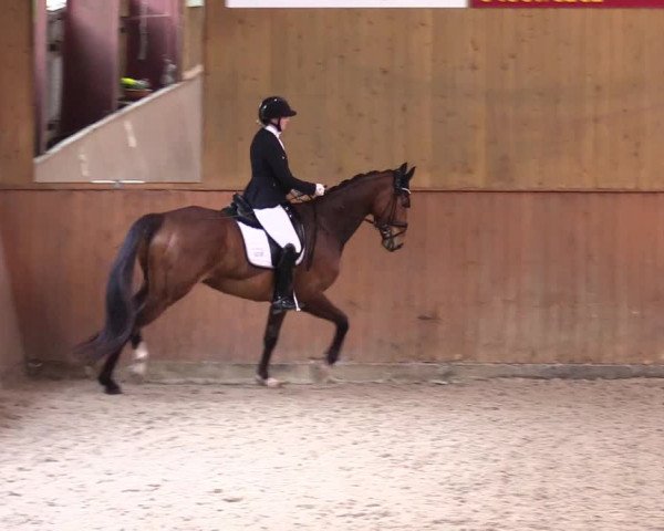 Reitturnier Risum-Lindholm 2023