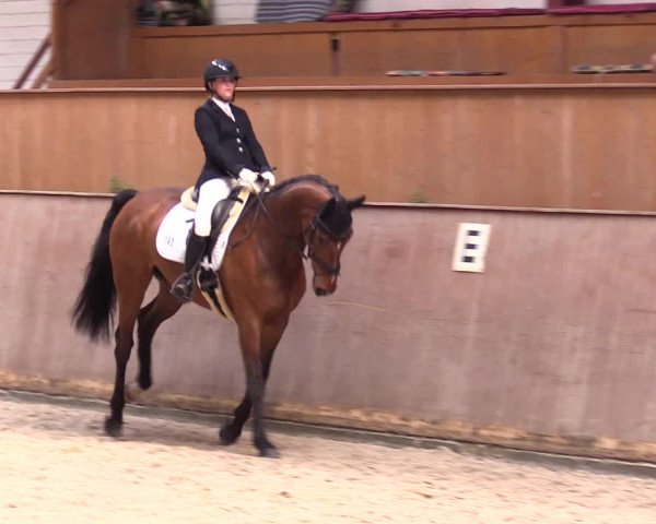 Reitturnier Risum-Lindholm 2023