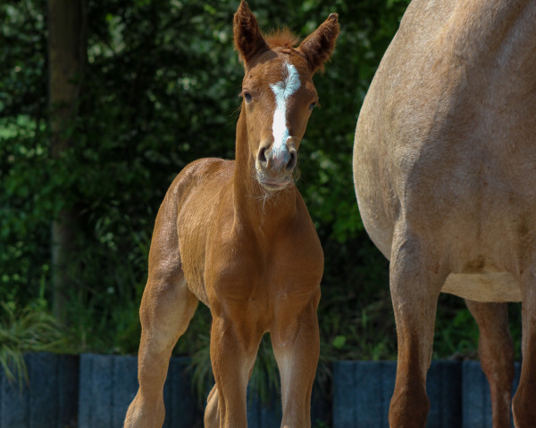 horse Deep Red Moon P (German Riding Pony, 2023, from Dallmayr K)