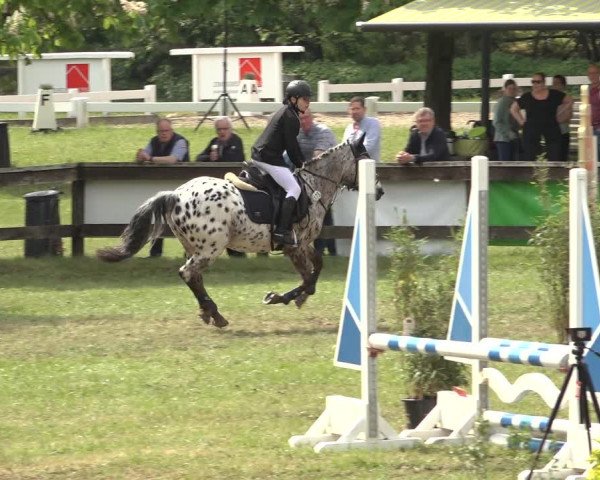 Reitturnier Meppen 2023