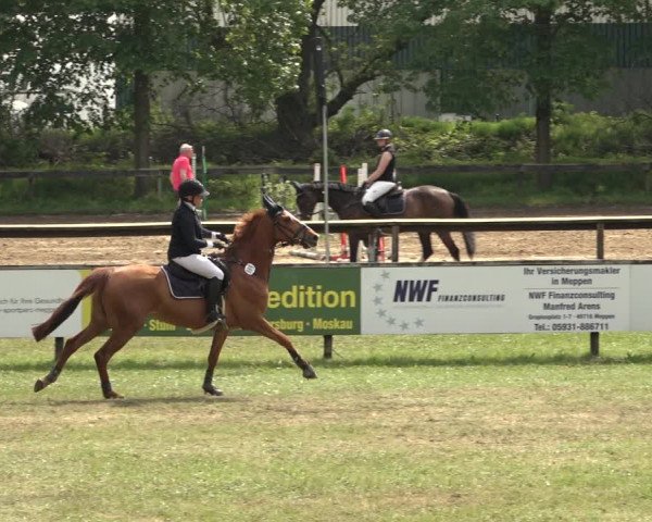 Reitturnier Meppen 2023