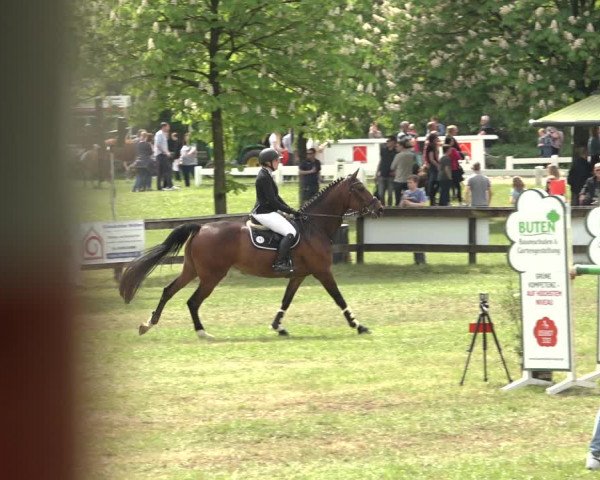 Reitturnier Meppen 2023