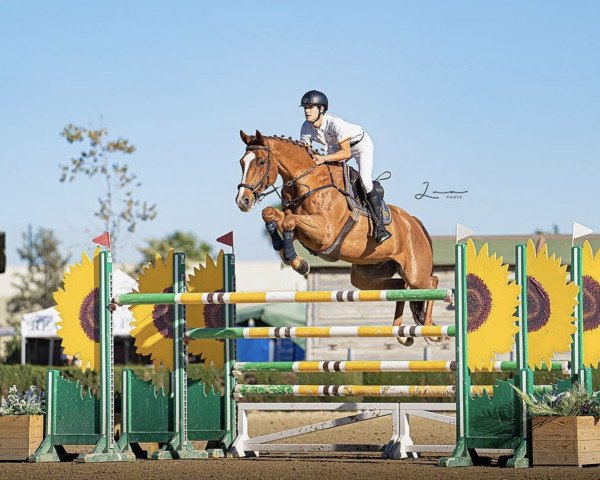 Springpferd Hvedholms Cashew (Dänisches Warmblut, 2012, von Volstrups Cash) Springpferd Hvedholms Cashew (Dänisches Warmblut, 2012, von Volstrups Cash)