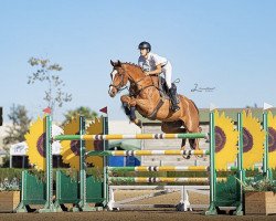 jumper Hvedholms Cashew (Danish Warmblood, 2012, from Volstrups Cash)