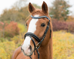 dressage horse Akito-Amor (Rhinelander, 2002, from Abanos)
