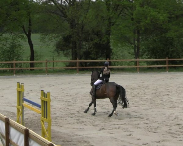 Reitturnier Alvern 2023