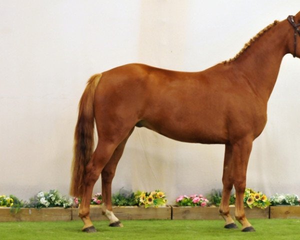 Pferd Just Mouche (Selle Français, 2019, von Falcone Mouche)