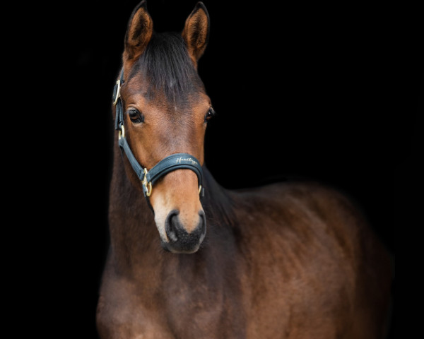 horse Awaking Dream (Trakehner, 2022, from Magistral AA)