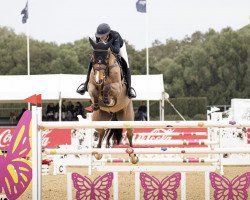 jumper Cassio 31 (Oldenburg, 2010, from Carrico)