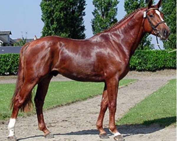 Deckhengst Kalaska de Semilly (Selle Français, 1998, von Diamant de Semilly)
