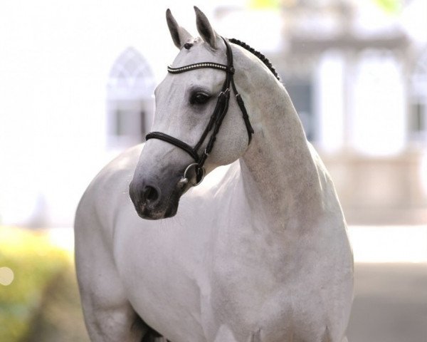 stallion Clarimo Ask (Holsteiner, 2003, from Clearway) stallion Clarimo Ask (Holsteiner, 2003, from Clearway)