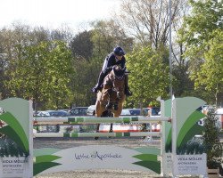 jumper Narnia's Beste (Oldenburg, 2012, from Zapateado 128 FIN)