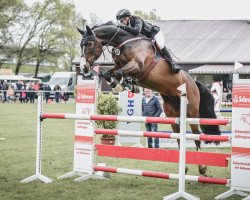 jumper Seerlo (Hanoverian, 2011, from Stolzenberg)