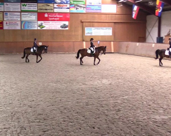 Reitturnier Risum-Lindholm 2023