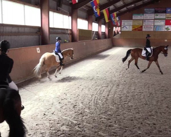 Reitturnier Risum-Lindholm 2023