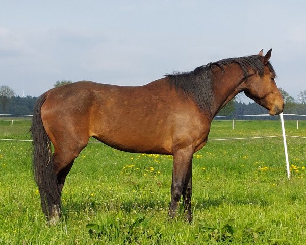 broodmare Elsa (Hanoverian, 2019, from Emilio)