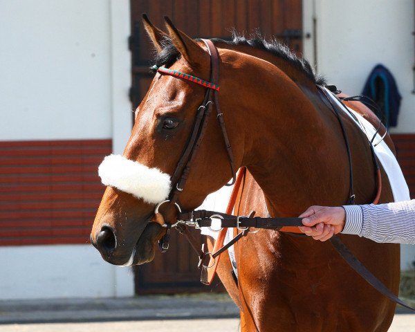horse Haya Zark xx (Thoroughbred, 2019, from Zarak xx)