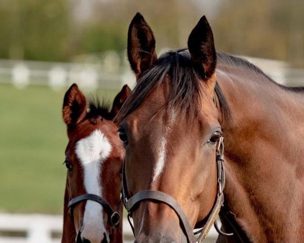 horse Hengst von Kingman xx (Thoroughbred, 2021, from Kingman xx)