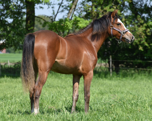 Pferd Black Champio's Lady Bug (Deutsches Reitpony, 2022, von Black Champion)