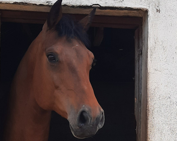 broodmare F-Cascorrada (Holsteiner, 2013, from Corrado I)
