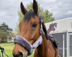 jumper Illy's Mooiboy GP (anglo european sporthorse, 2017, from Ille Et Vilaine A)