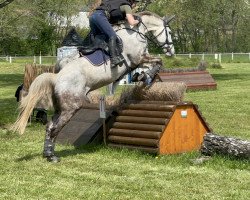 Springpferd Penhill's Platinum (Irish Sport Horse, 2012, von Loughehoe Guy)