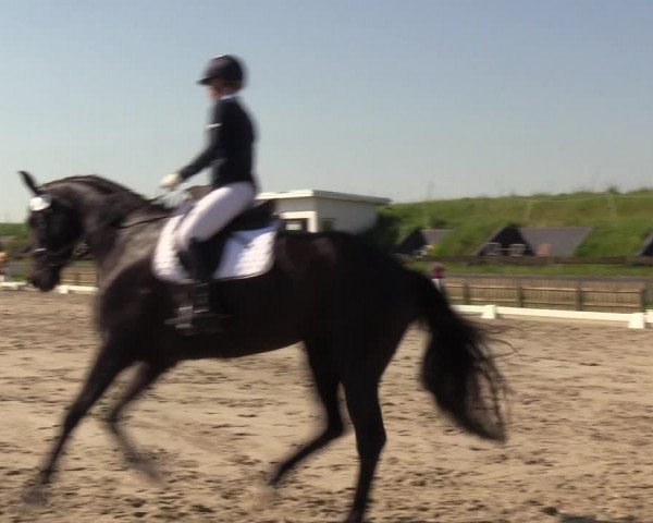 Reitturnier Schülp / Rendsburg 2023