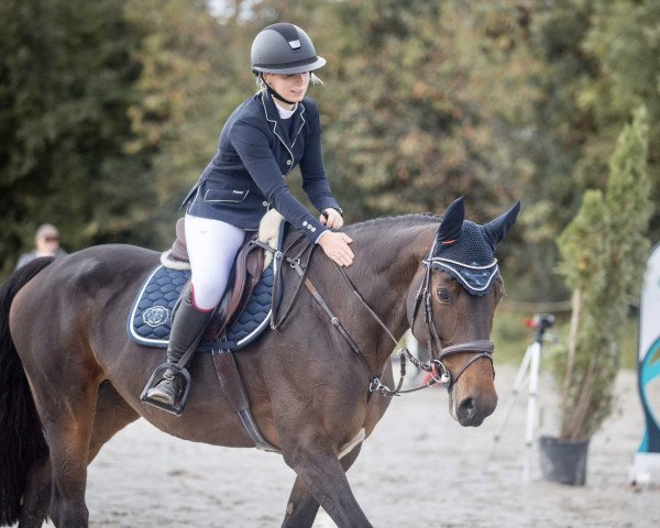 jumper Chloé 15 (Westphalian, 2014, from Colore)