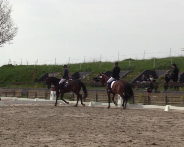 Reitturnier Schülp / Rendsburg 2023