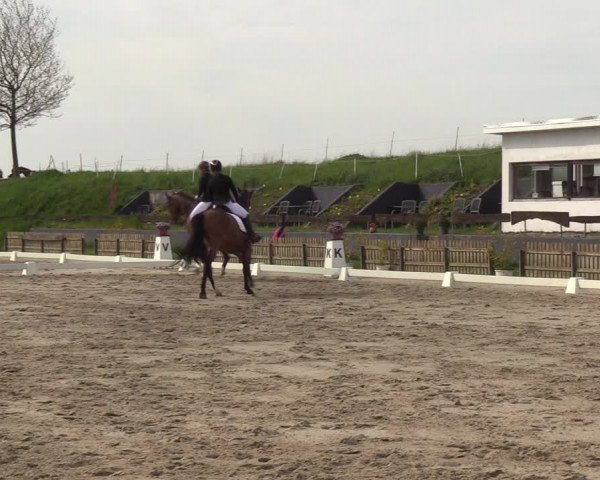 Reitturnier Schülp / Rendsburg 2023