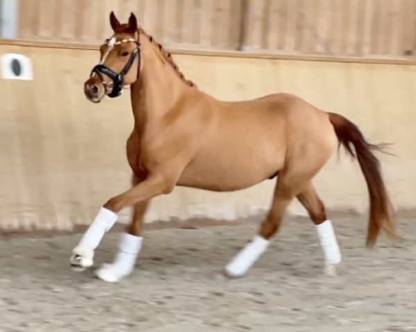 horse Cash Out (German Riding Pony, 2020, from DSP Cosmo Royale)