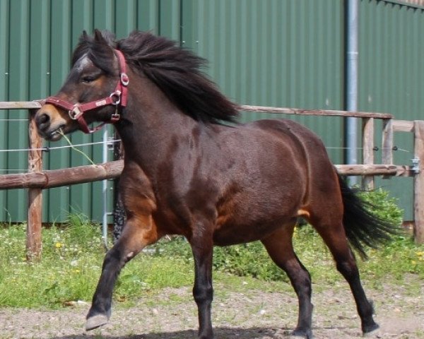 Cavallo da Dressage Maira 21 (sconosciuto, 2005)