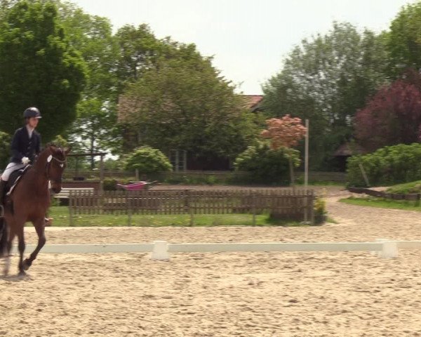 Reitturnier Schülp / Rendsburg 2023