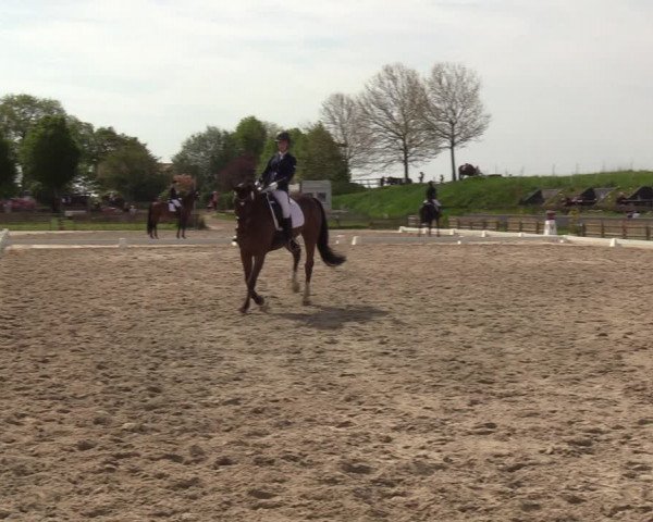 Reitturnier Schülp / Rendsburg 2023