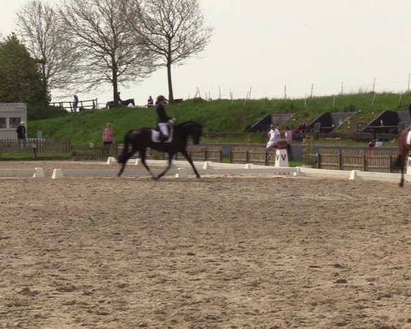 Reitturnier Schülp / Rendsburg 2023