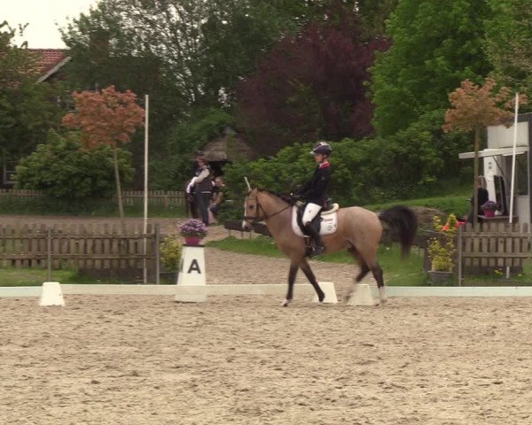 Reitturnier Schülp / Rendsburg 2023