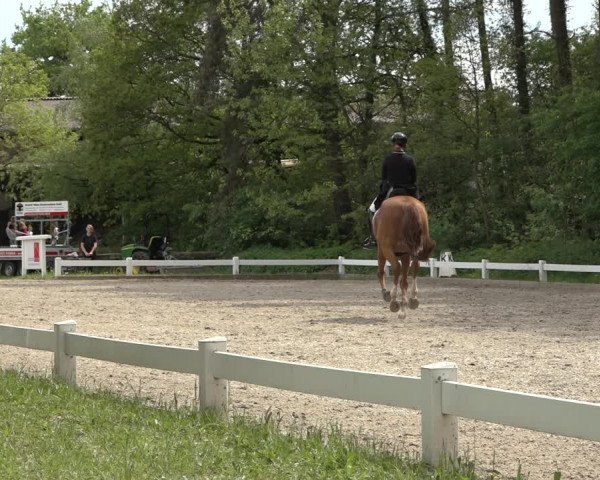 Reitturnier Meppen 2023
