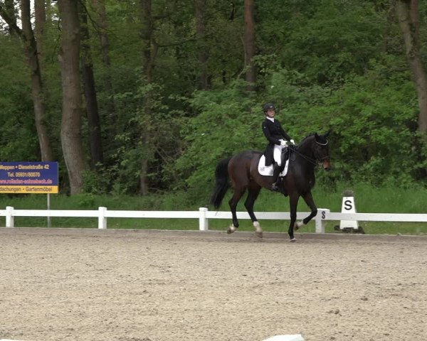 Reitturnier Meppen 2023