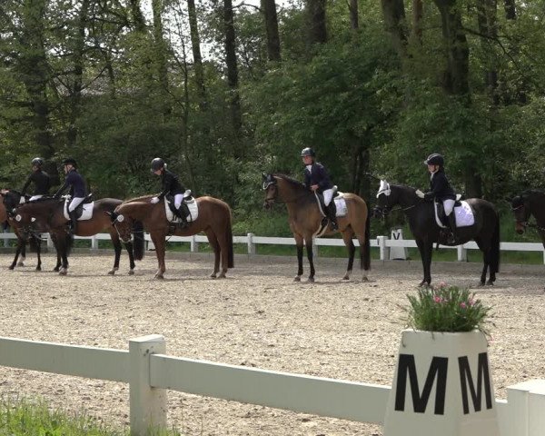 Reitturnier Meppen 2023