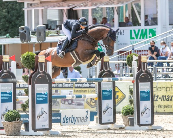 Deckhengst Hickstead Blue (Westfale, 2016, von Hickstead White)