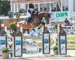 Deckhengst Hickstead Blue (Westfale, 2016, von Hickstead White)
