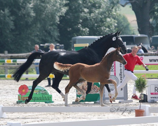 broodmare Viva Hermine (Westphalian, 2021, from Viva Gold OLD)