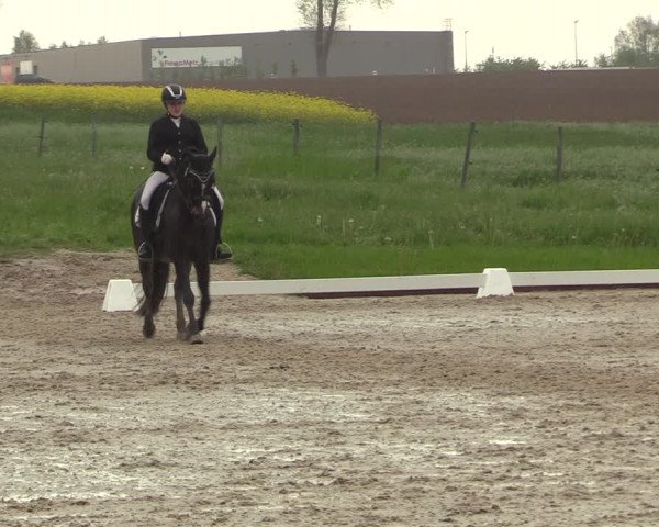 Reitturnier Röhrsdorf/ Chemnitz 2023