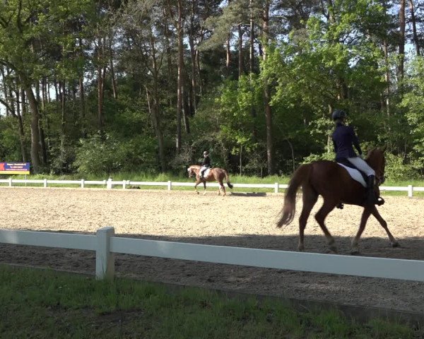 Reitturnier Meppen 2023