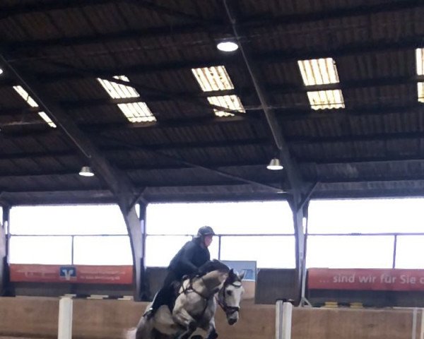 horse Titus 222 (Mecklenburg, 2016, from Carkoso)