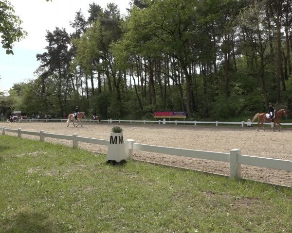 Reitturnier Meppen 2023