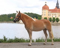horse High Society B (Edelbluthaflinger, 2017, from Starell (9,38% ox))