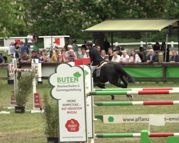 Reitturnier Meppen 2023